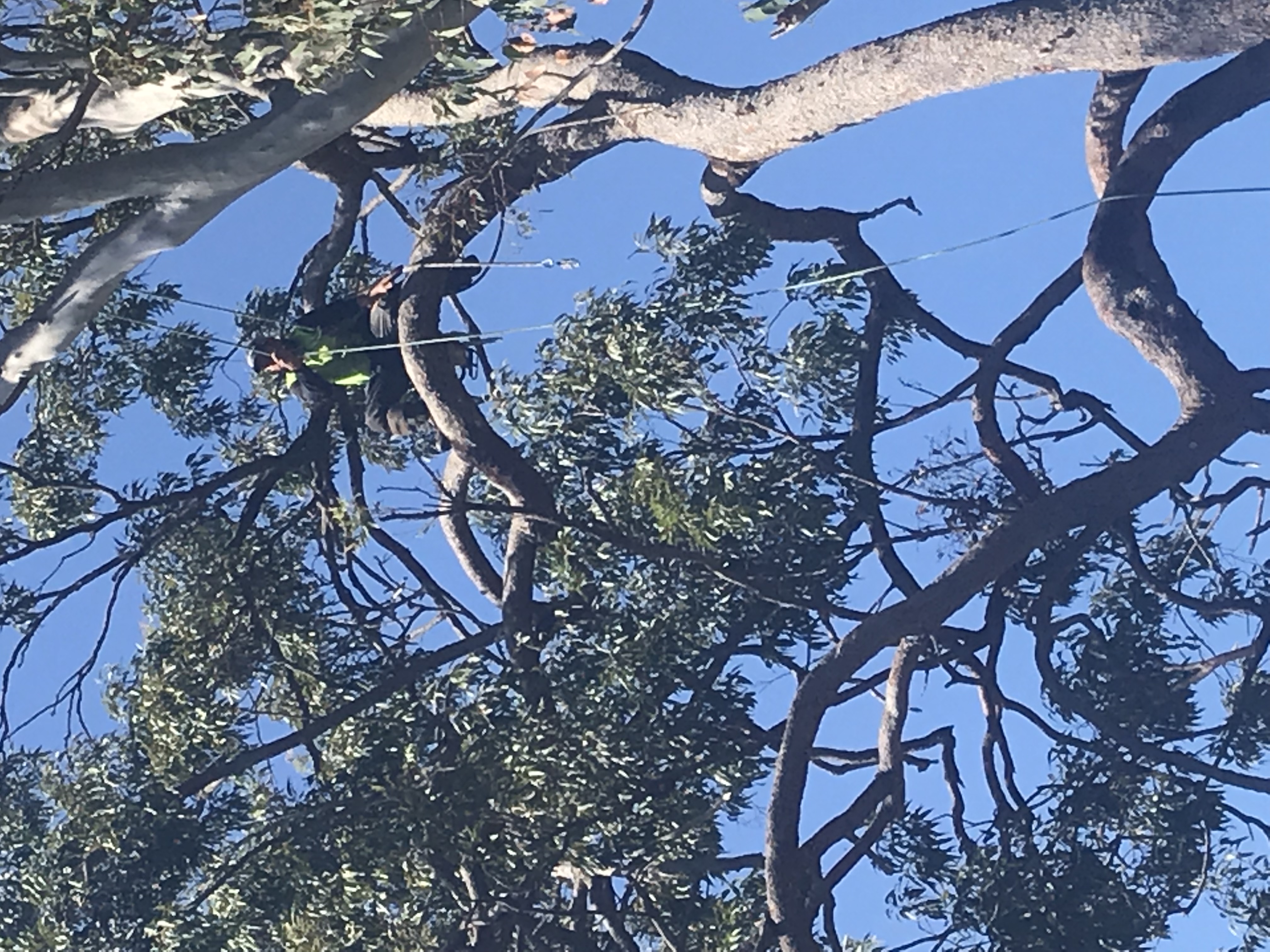 Mick's Tree Worx Bray Park QLD 29 Reviews