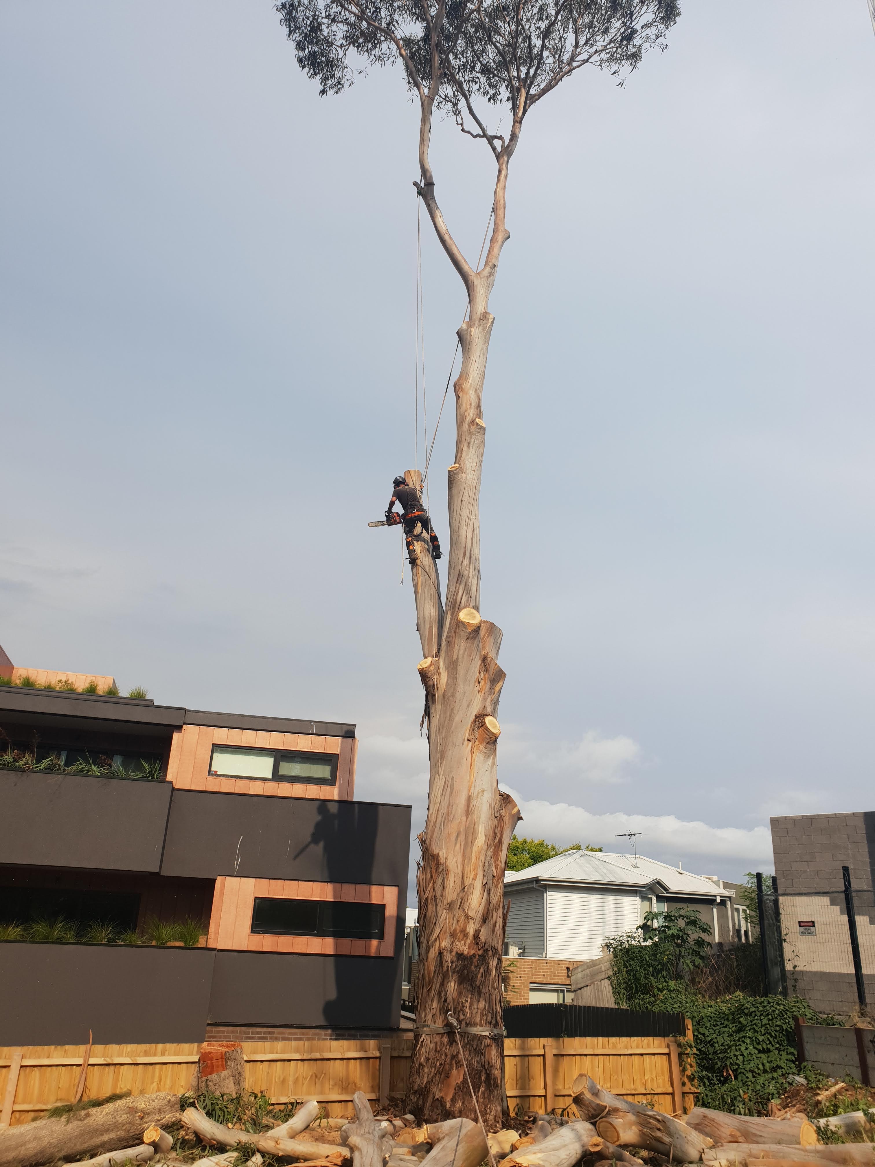 RAZOR BLADE TREE SPECIALISTS PTY LTD – Moorabbin VIC – 1 Review